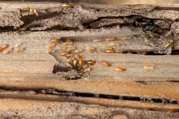 Best Rat Extermination Near Me  in Reidville, SC